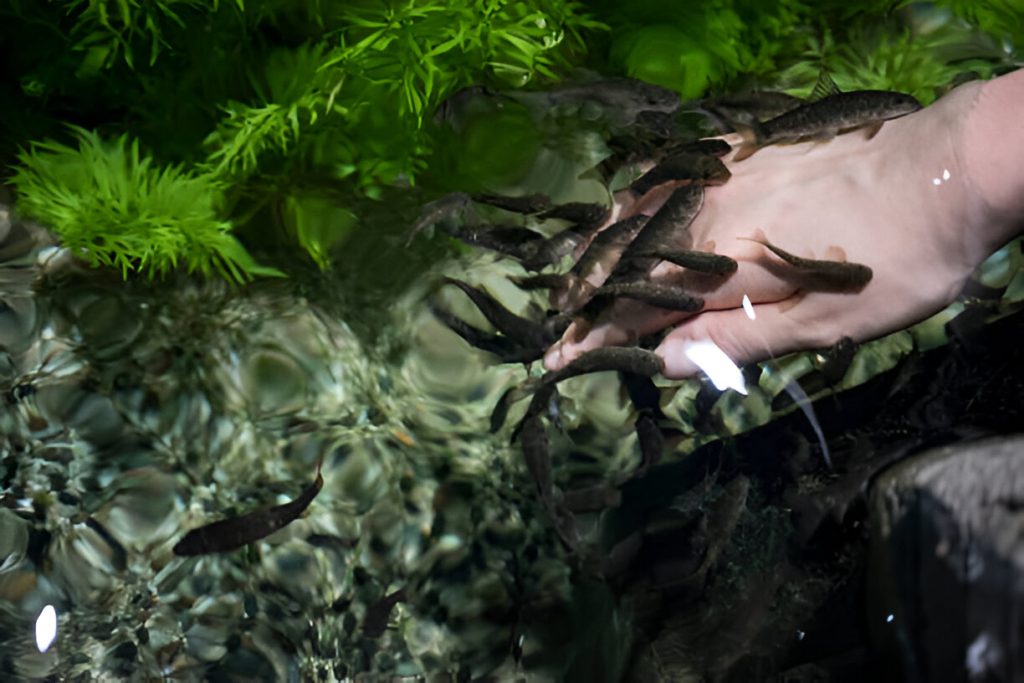 A Deep Dive Into South Korea's Thriving Fish Massage Industry